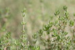 thyme on garden-bed