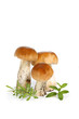 cèpes