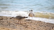 Seagull on the beach