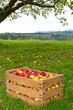 Apfelernte im Oktober