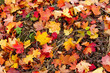 Foto: Bunte Herbstblätter auf der Wiese Bunte Herbstblätter auf der Wiese
