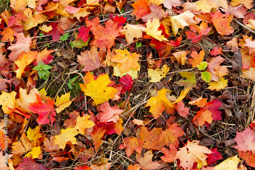 Photo: Bunte Herbstblätter auf der Wiese Bunte Herbstblätter auf der Wiese