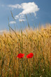 Poppies in a field of wheat