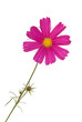 Foto: Cosmea Cosmea