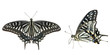Butterfly (Papilio xuthus) 30