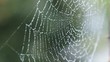 Video: Spinnennetz mit Regentropfen Spinnennetz mit Regentropfen