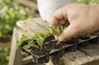 Grow plants