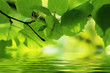 Natural Background: linden leaves relflecting in water