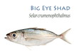 Big Eyed Shad