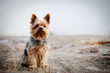 Photo: Yorkshire terrier Yorkshire terrier