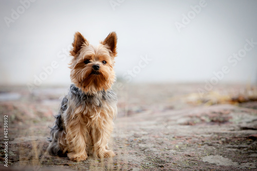 Photo: Yorkshire terrier Yorkshire terrier