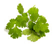Fresh coriander leaves