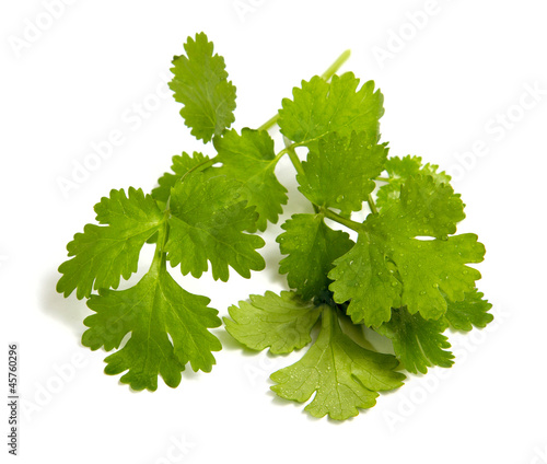 Photo: Fresh coriander leaves Fresh coriander leaves