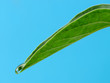 Photo: A drop of dew on a leaf A drop of dew on a leaf