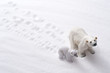 雪の背景にシロクマの親子