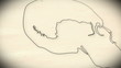Human Skull structure animation illustration Shallow Depth of Fi