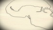Human Skull structure animation illustration Shallow Depth of Fi