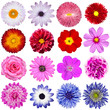 Photo: Selection of Various Flowers Isolated on White Background Selection of Various Flowers Isolated on White Background