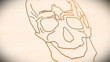 Human Skull structure animation illustration Shallow Depth of Fi