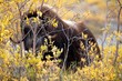 Hiding Musk Ox