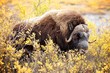 Musk Ox Bull