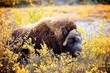 Bull Muskox