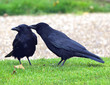 Crows