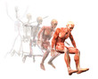 anatomy, muscles