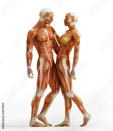 Illustration: anatomy couple anatomy couple