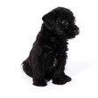 Puppies