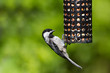 Foto: Chickadee and Bird Feeder Chickadee and Bird Feeder