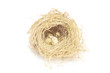 Bird nest on white background