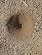 Funnel of Antlion Myrmeleon formicarius Myrmeleontidae Doodlebug