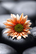 Macro of red gerbera on stones texture