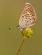 Photo: Butterfly on the plant Butterfly on the plant