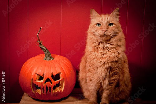 Photo: Cat Posing with Jack O' Lantern Cat Posing with Jack O' Lantern