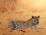 Leopard - Fine Art prints