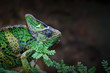 Photo: Veiled Chameleon Veiled Chameleon