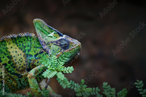 Photo: Veiled Chameleon Veiled Chameleon