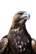 Golden Eagle