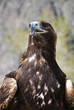 Golden Eagle