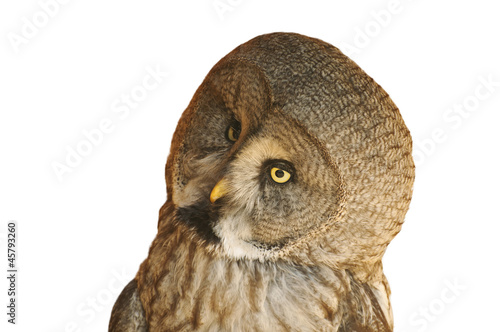 Photo: Great grey owl Great grey owl