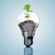 Electric light bulb and a plant inside it