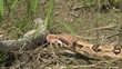Red Tail Tree Boa
