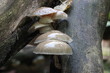 Buchenschleimrüblinge im Reinhardswald