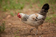 Gallina