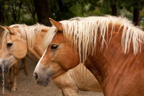 Photo: Cavallo Cavallo