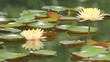 yellow lotus in the pond.