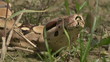Red Tail Tree Boa