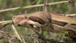Red Tail Tree Boa
